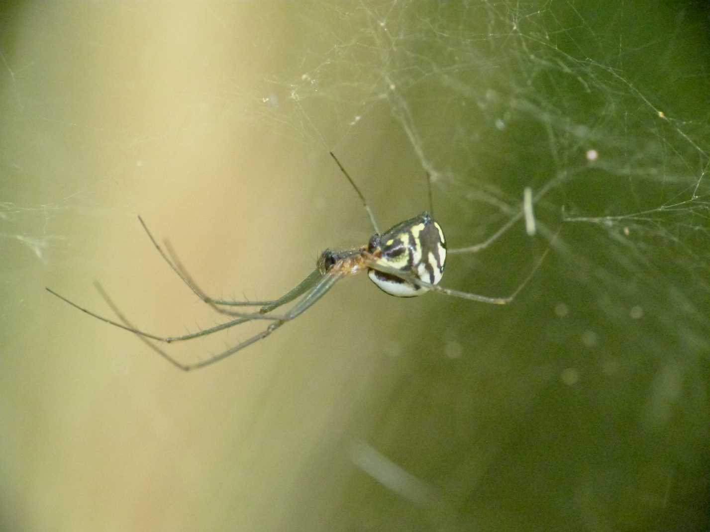 Neriene peltata?